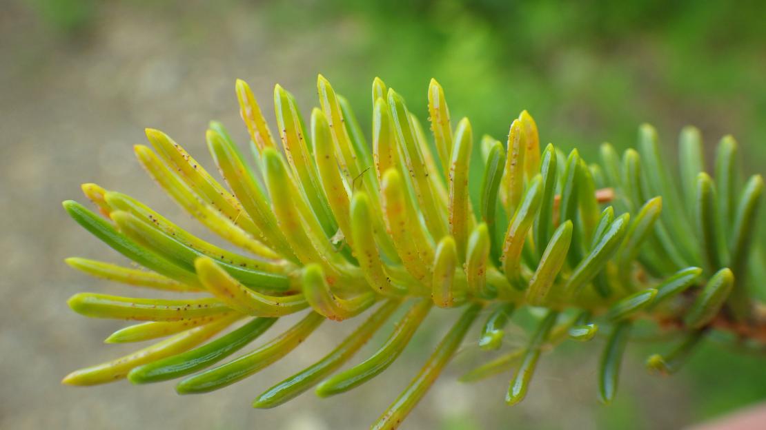Spruce needle rust (Chrysomyxa ledicola)