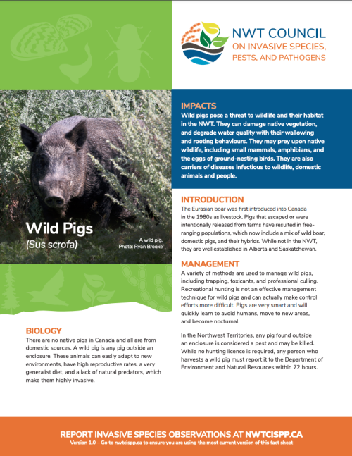 first page Wild pigs
