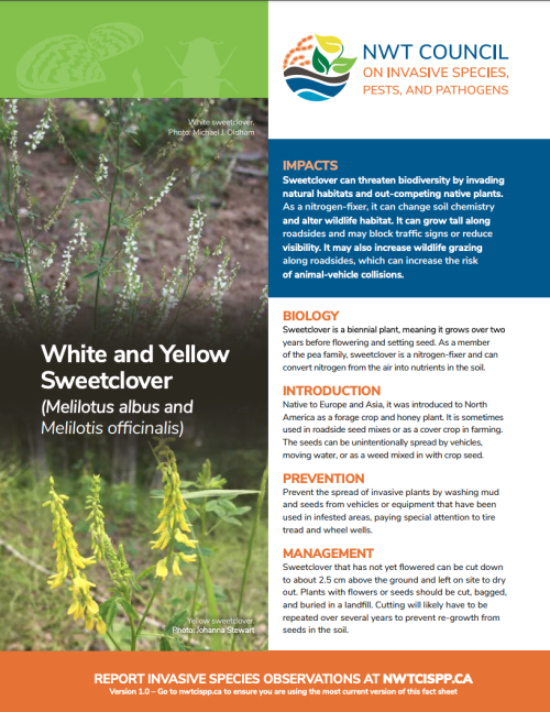 first page White and Yellow Sweetclover