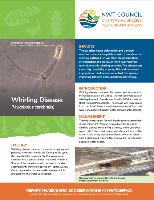 first page Whirling disease (Myxobolus cerebralis) 