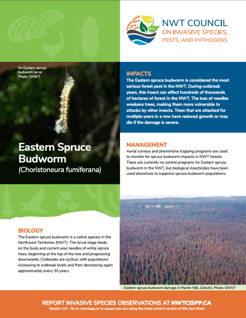 first page Eastern spruce Budworm