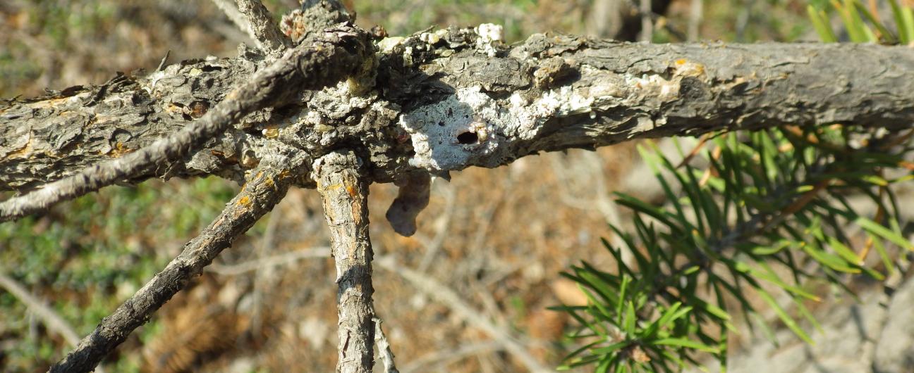 Comandra blister rust (Cronartium comandrae)