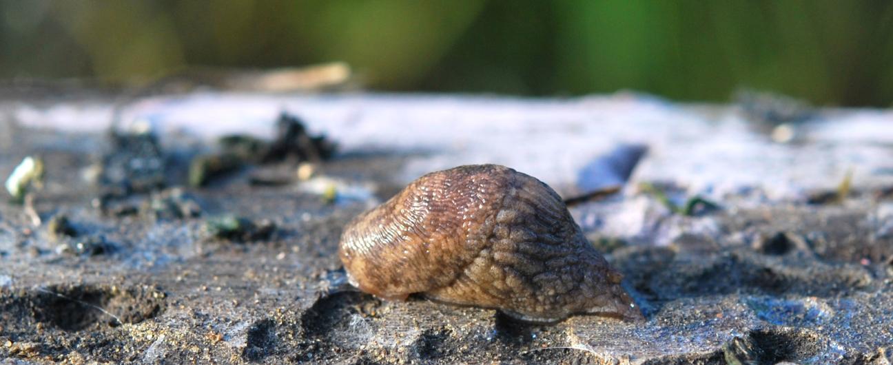Grey field slug (Deroceras reticulatum)