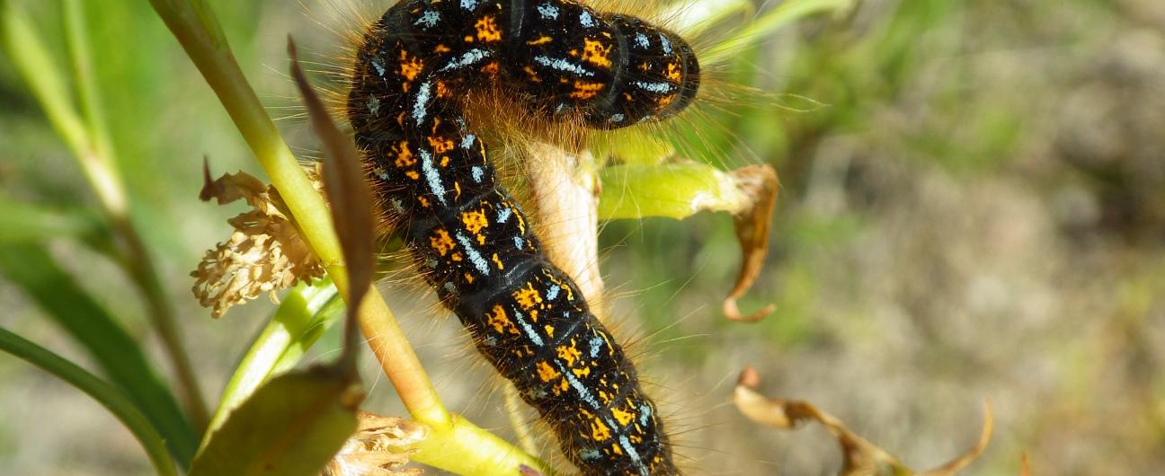 Northern tent caterpillar (Malacosoma californicum)