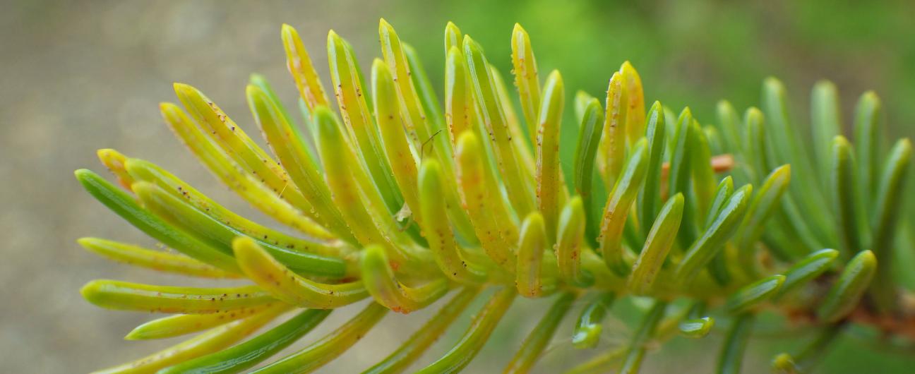 Spruce needle rust (Chrysomyxa ledicola)